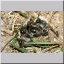 Andrena vaga - Weiden-Sandbiene -13- 03.jpg